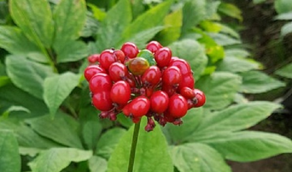 Flor de Panax Ginseng